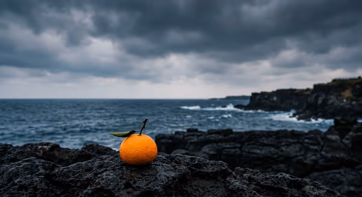 제주도 감성 사진 — 자연스러운 브랜딩